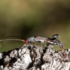 Amphirhoe decora (Decora Longicorn Beetle) at Red Hill, ACT - 4 Mar 2022 by Roger