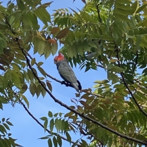 Callocephalon fimbriatum at Curtin, ACT - 4 Mar 2022