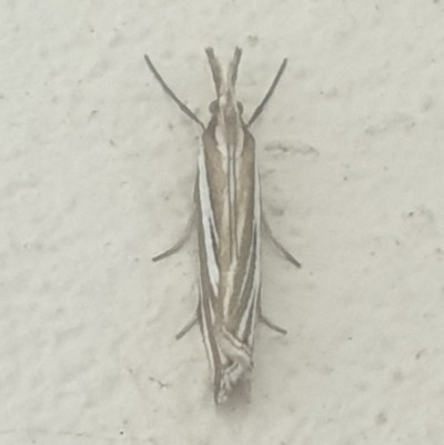 Hednota species near grammellus (Pyralid or snout moth) at Turner, ACT - 4 Mar 2022 by LD12