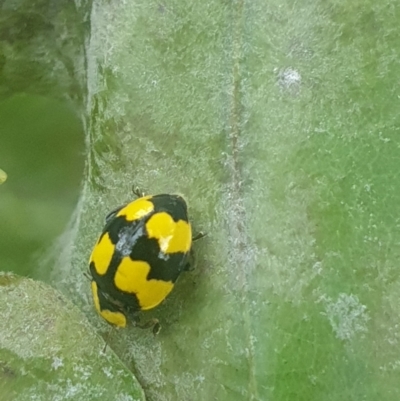 Illeis galbula (Fungus-eating Ladybird) at Turner, ACT - 4 Mar 2022 by LD12