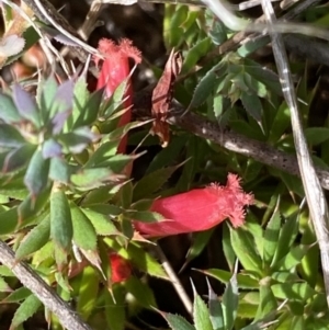 Styphelia humifusum at Jerrabomberra, NSW - 4 Mar 2022