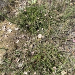 Styphelia humifusum at Jerrabomberra, NSW - 4 Mar 2022 03:41 PM