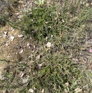 Styphelia humifusum at Jerrabomberra, NSW - 4 Mar 2022