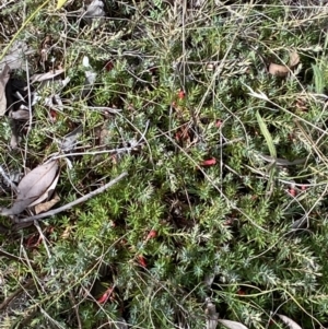 Styphelia humifusum at Jerrabomberra, NSW - 4 Mar 2022