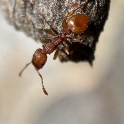Podomyrma sp. (genus) (Muscleman Tree Ant) at QPRC LGA - 4 Mar 2022 by Steve_Bok