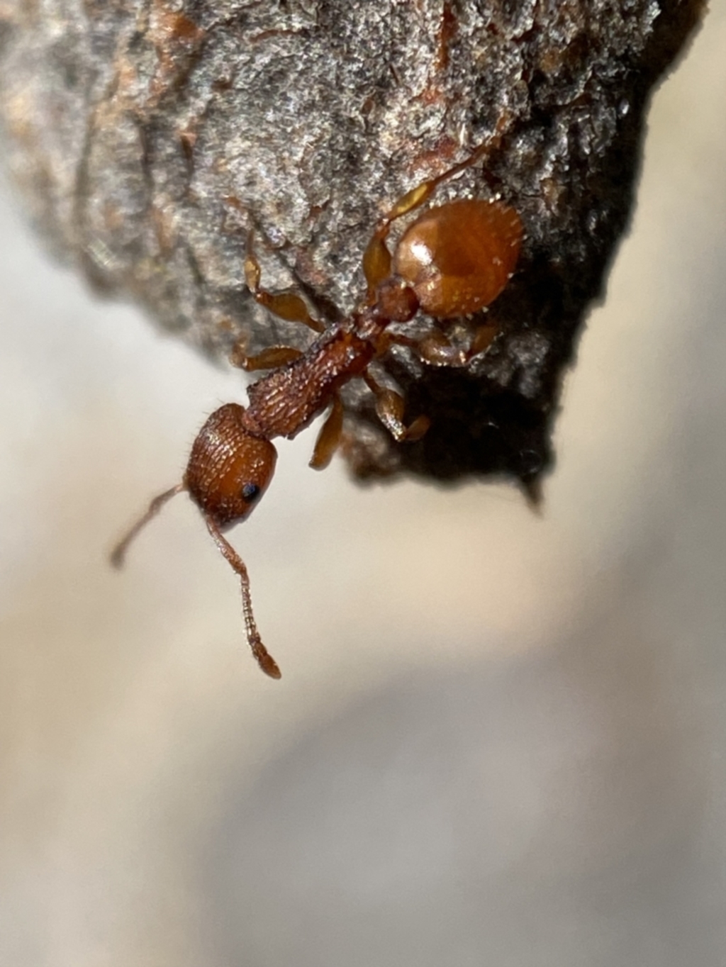 Podomyrma sp. (genus) at Jerrabomberra, NSW - 4 Mar 2022