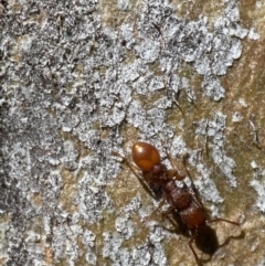 Podomyrma sp. (genus) at Jerrabomberra, NSW - 4 Mar 2022