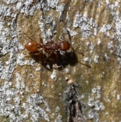 Podomyrma sp. (genus) at Jerrabomberra, NSW - 4 Mar 2022