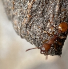 Podomyrma sp. (genus) at Jerrabomberra, NSW - 4 Mar 2022