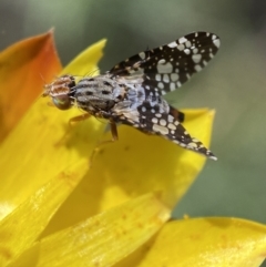 Tephritidae sp. (family) (Unidentified Fruit or Seed fly) at Jerrabomberra, NSW - 4 Mar 2022 by Steve_Bok