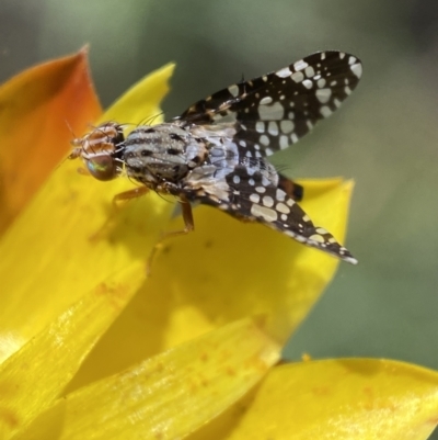 Tephritidae sp. (family) (Unidentified Fruit or Seed fly) at Jerrabomberra, NSW - 4 Mar 2022 by SteveBorkowskis