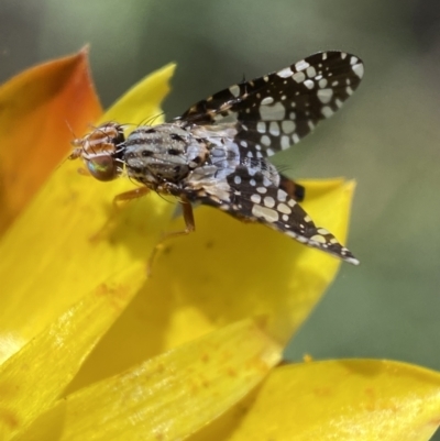 Tephritidae sp. (family) (Unidentified Fruit or Seed fly) at Jerrabomberra, NSW - 4 Mar 2022 by Steve_Bok