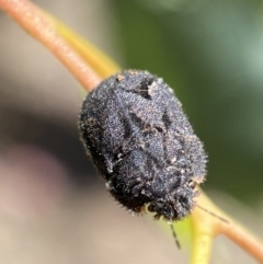 Unidentified True bug (Hemiptera, Heteroptera) (TBC) at Jerrabomberra, NSW - 4 Mar 2022 by Steve_Bok