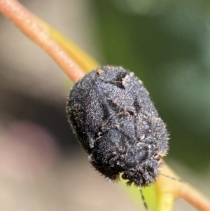 Morbora sp. (genus) at Jerrabomberra, NSW - 4 Mar 2022