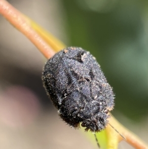 Morbora sp. (genus) at Jerrabomberra, NSW - 4 Mar 2022