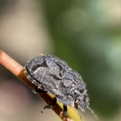 Morbora sp. (genus) at Jerrabomberra, NSW - 4 Mar 2022