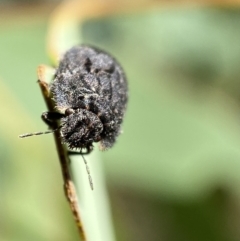 Morbora sp. (genus) at Jerrabomberra, NSW - 4 Mar 2022