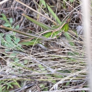 Acrida conica at Jerrabomberra, NSW - 4 Mar 2022