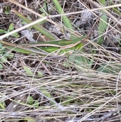 Acrida conica at Jerrabomberra, NSW - 4 Mar 2022