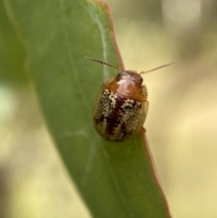 Paropsisterna laesa species complex (Laesa leaf beetle) at Jerrabomberra, NSW - 4 Mar 2022 by SteveBorkowskis