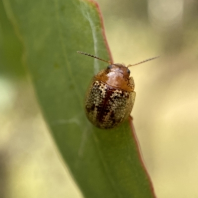Paropsisterna laesa (Laesa leaf beetle) at QPRC LGA - 4 Mar 2022 by Steve_Bok