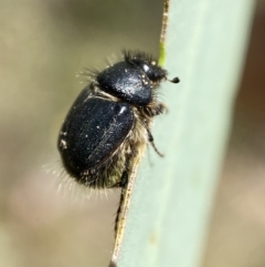 Liparetrus sp. (genus) (Chafer beetle) at QPRC LGA - 4 Mar 2022 by Steve_Bok