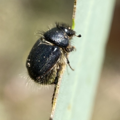 Liparetrus sp. (genus) (Chafer beetle) at QPRC LGA - 4 Mar 2022 by Steve_Bok