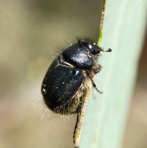 Liparetrus sp. (genus) at Jerrabomberra, NSW - 4 Mar 2022