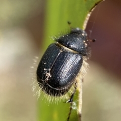 Liparetrus sp. (genus) at Jerrabomberra, NSW - 4 Mar 2022