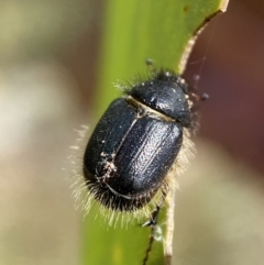 Liparetrus sp. (genus) at Jerrabomberra, NSW - 4 Mar 2022