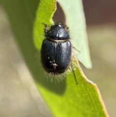 Liparetrus sp. (genus) at Jerrabomberra, NSW - 4 Mar 2022