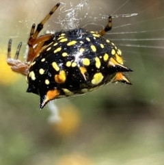 Austracantha minax (Christmas Spider, Jewel Spider) at Jerrabomberra, NSW - 4 Mar 2022 by SteveBorkowskis