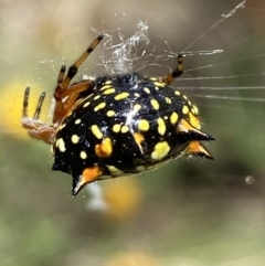 Austracantha minax at Jerrabomberra, NSW - 4 Mar 2022