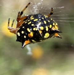 Austracantha minax at Jerrabomberra, NSW - 4 Mar 2022