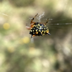 Austracantha minax at Jerrabomberra, NSW - 4 Mar 2022 01:55 PM