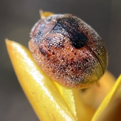 Trachymela sp. (genus) (Brown button beetle) at QPRC LGA - 4 Mar 2022 by Steve_Bok