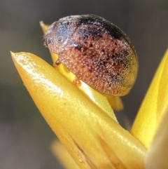 Trachymela sp. (genus) at Jerrabomberra, NSW - 4 Mar 2022