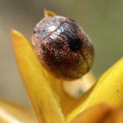 Trachymela sp. (genus) at Jerrabomberra, NSW - 4 Mar 2022