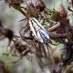 Plebs bradleyi (Enamelled spider) at Jerrabomberra, NSW - 4 Mar 2022 by SteveBorkowskis