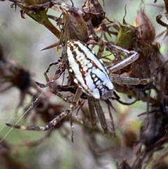 Plebs bradleyi (Enamelled spider) at Jerrabomberra, NSW - 4 Mar 2022 by Steve_Bok