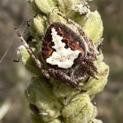 Hortophora biapicata (Orb-weaving Spider) at QPRC LGA - 4 Mar 2022 by Steve_Bok