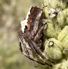 Hortophora biapicata at Jerrabomberra, NSW - 4 Mar 2022