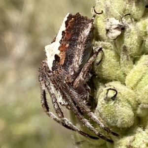 Hortophora biapicata at Jerrabomberra, NSW - 4 Mar 2022