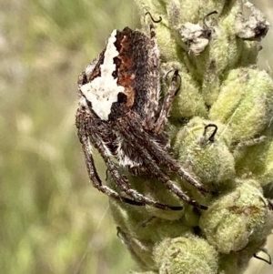 Hortophora biapicata at Jerrabomberra, NSW - 4 Mar 2022 12:54 PM