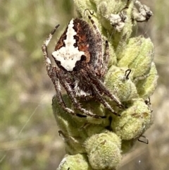 Hortophora biapicata at Jerrabomberra, NSW - 4 Mar 2022 12:54 PM