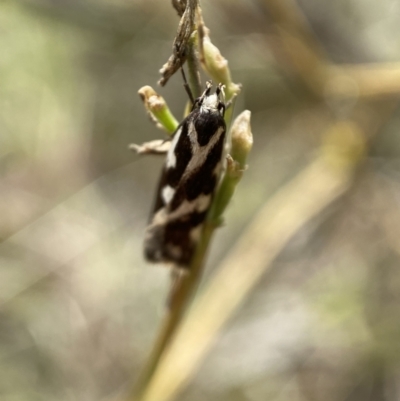 Epithymema incomposita (Chezela group) at Jerrabomberra, NSW - 4 Mar 2022 by SteveBorkowskis