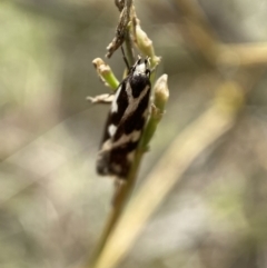 Epithymema incomposita (Chezela group) at Jerrabomberra, NSW - 4 Mar 2022 by Steve_Bok