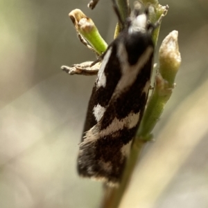 Epithymema incomposita at Jerrabomberra, NSW - 4 Mar 2022