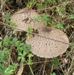 Chlorophyllum/Macrolepiota sp. (genus) at QPRC LGA - 4 Mar 2022 by Steve_Bok