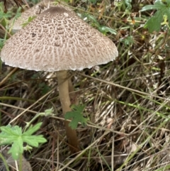 Chlorophyllum/Macrolepiota sp. (genus) at Jerrabomberra, NSW - 4 Mar 2022